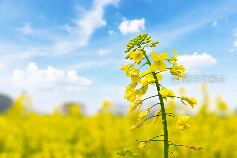 美丽的中国婺源油菜花盛开