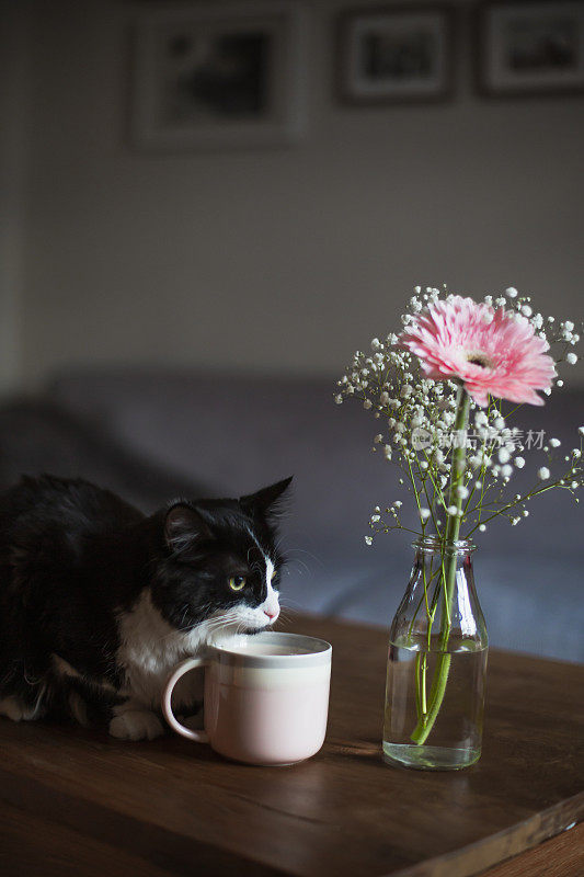 黑猫闻到一束花