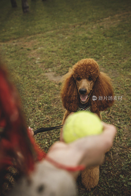 兴奋的狗等着和他的主人玩接球