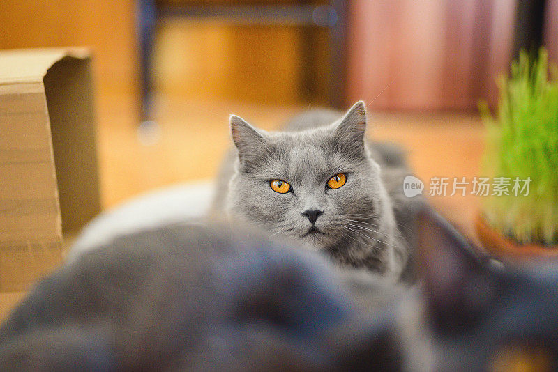 灰色查特鲁猫铜眼睛