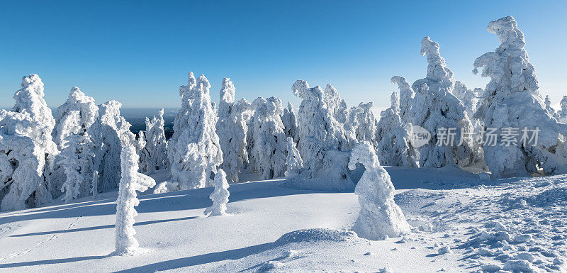 德国萨克索-安哈尔特哈尔茨山布罗肯山上的树木被雪覆盖