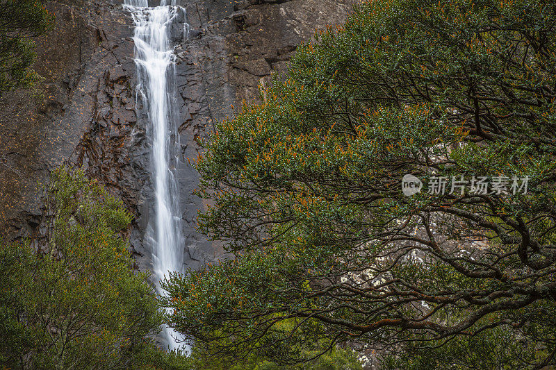 蜿蜒瀑布和桃金娘山毛榉树。