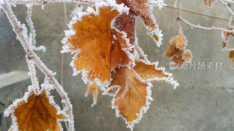 冬天，植物，霜冻，异常，灾难。叶子上有冰晶。选择聚焦,特写。零下的温度。寒冷的天气。