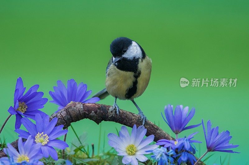 春天的大山雀