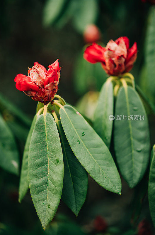 开放的杜鹃花的花蕾