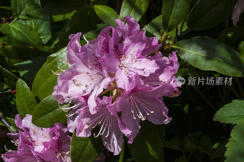 杜鹃雨后