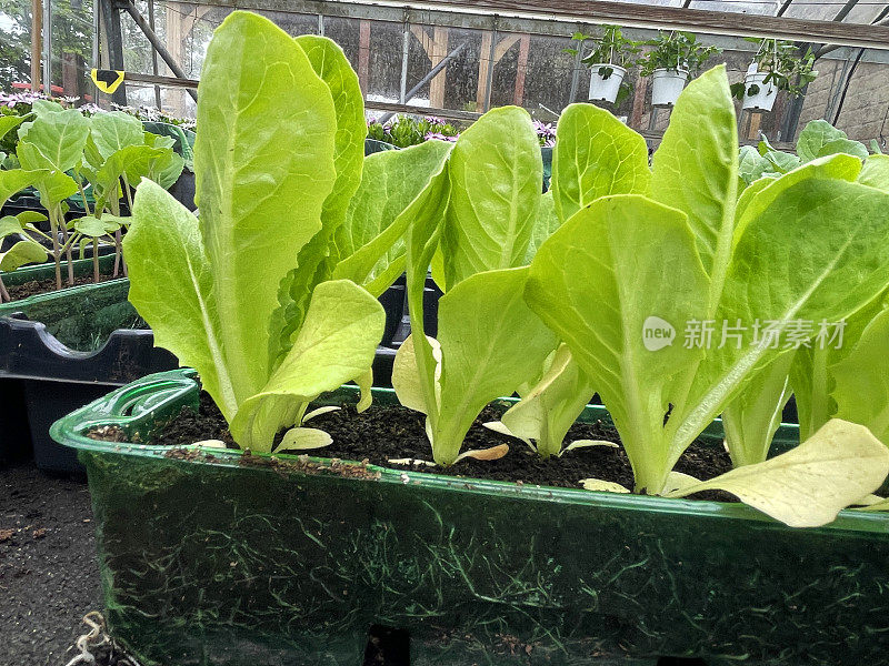 特写图像长方形，塑料花盆里种着各种生菜幼苗，聚焦前景