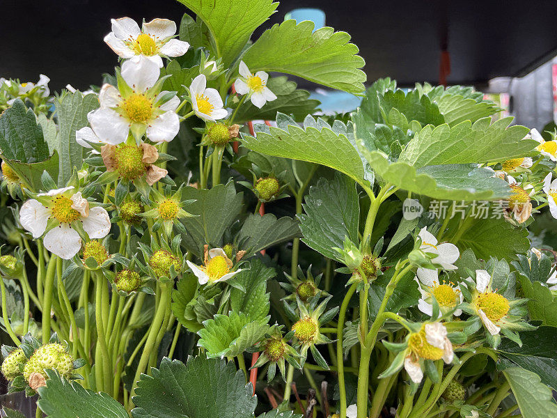 塑料花盆里的草莓植物有白色的花和绿色的叶子，聚焦前景