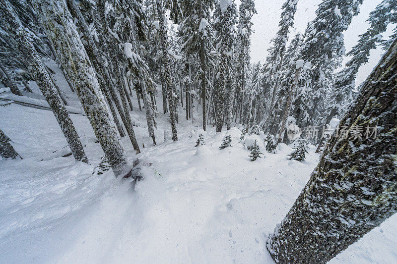 滑雪者从森林中降下厚厚的粉状雪的鸟瞰图