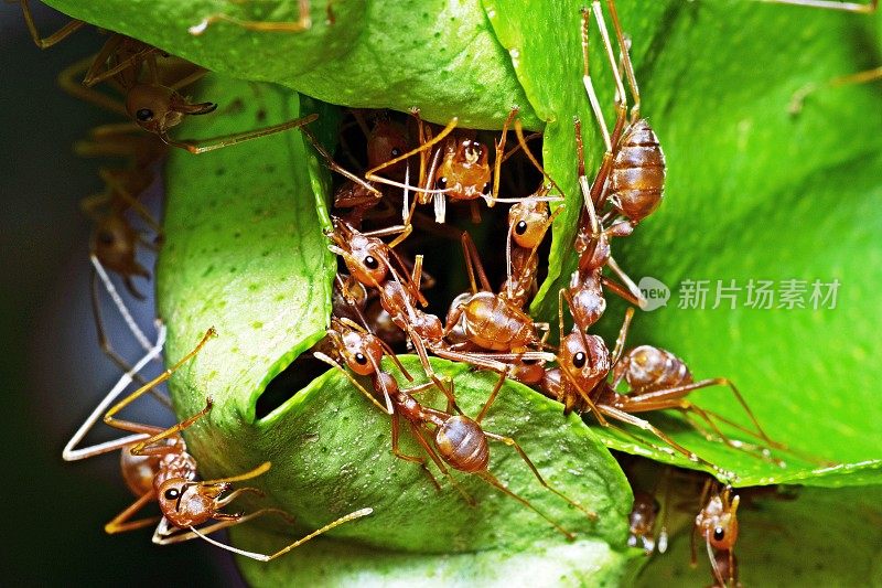 蚂蚁帮助咬绿叶筑巢。