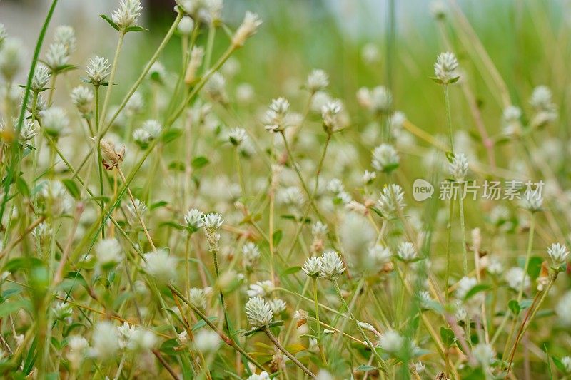 夏日草地上白色的花朵和模糊的图案