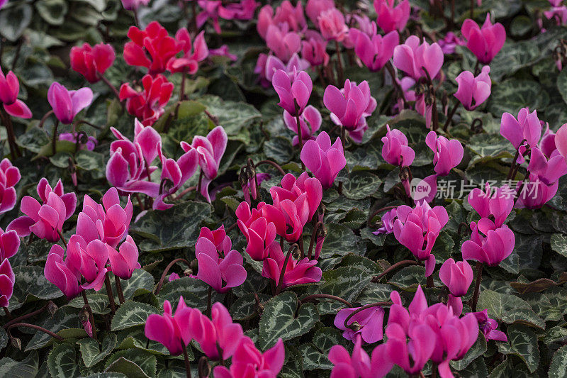 仙客来鲜花的背景