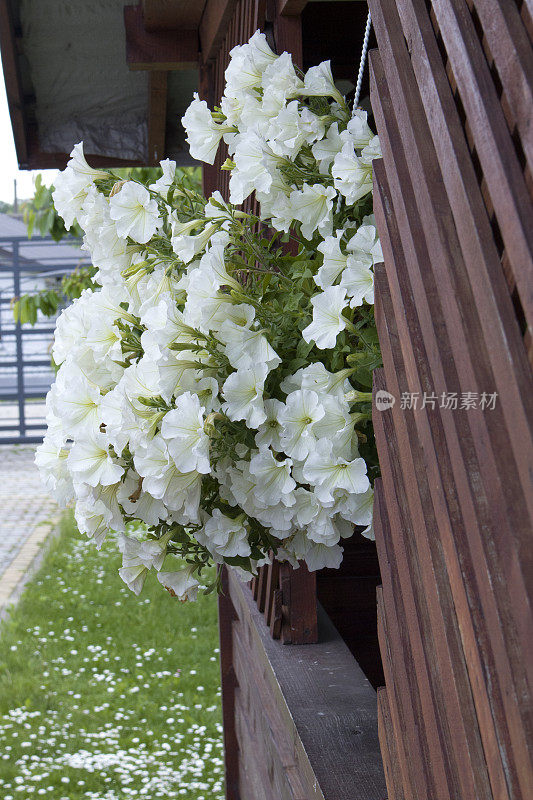 模糊的背景上盛开的白色矮牵牛花灌木，特写。鲜艳的矮牵牛花悬挂在夏季花园里