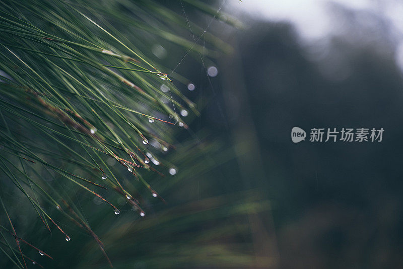 热带丛林雨林，枝叶茂盛，野生，雨中充满异域风情的荒野风光，棕榈植被郁郁葱葱，雾气蒙蒙，生态热带雨林中有光生长，风景优美的绿叶壁纸