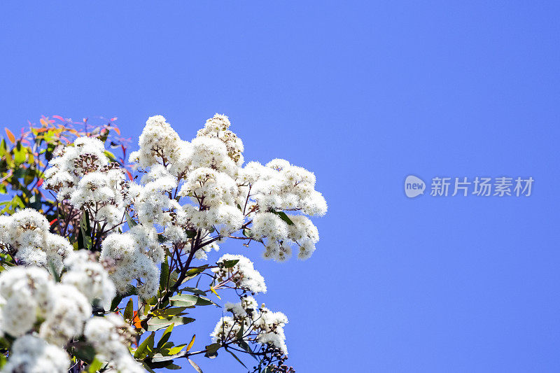 桉树白色蓬松的花朵，美丽的自然背景与复制空间