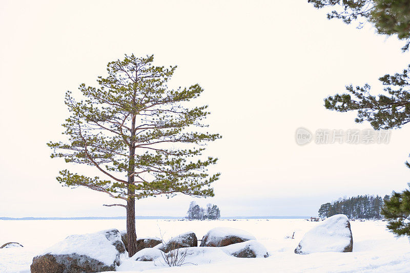 冬天的风景。一棵孤零零的松树，映衬着冰雪覆盖的海湾。