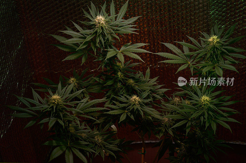 这是一株健康开花的大麻植物