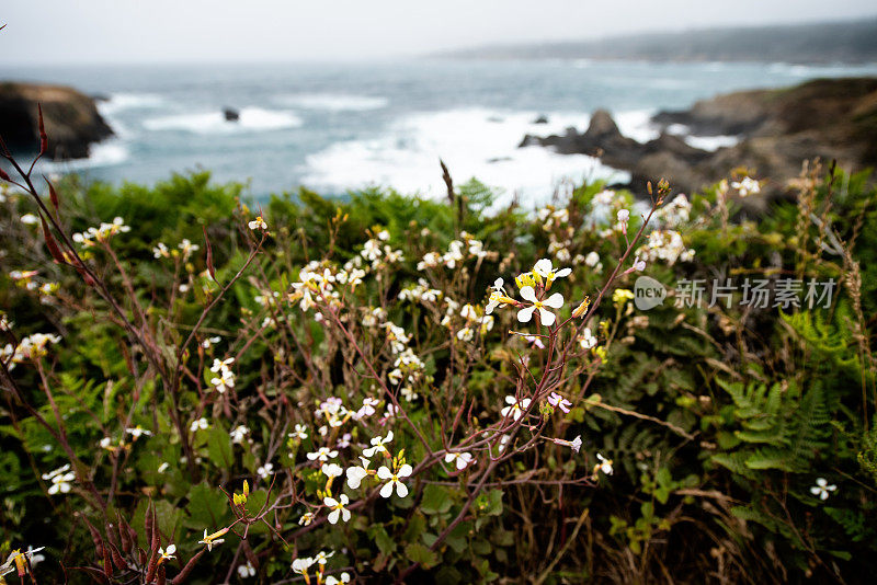 与家人和朋友一起去美丽的加州海岸旅行