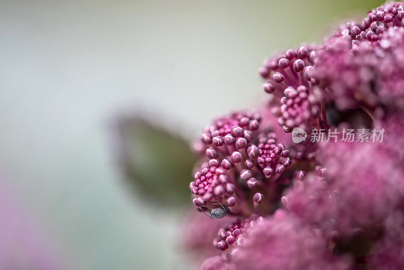 新鲜紫芽花椰菜在冬季菜园