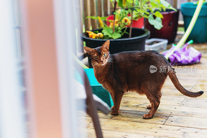 阿比西尼亚猫