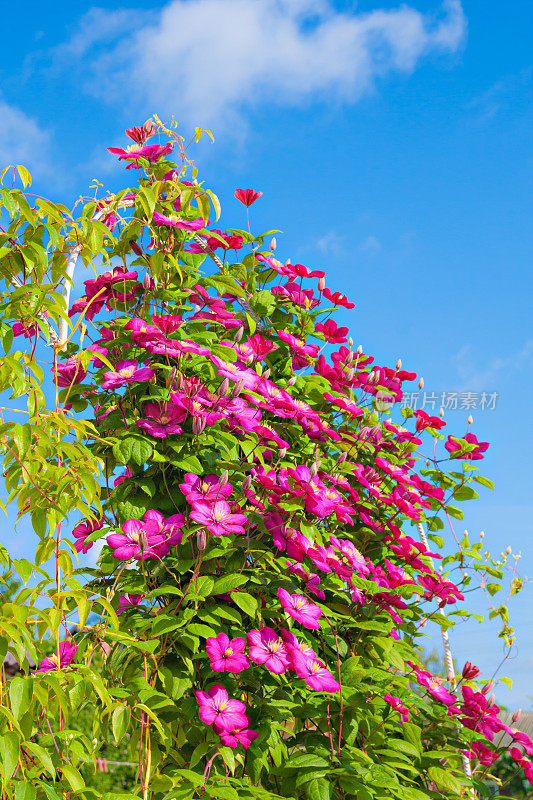 院子里的铁线莲花在蓝天的背景上