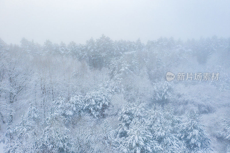 鸟瞰图的混合森林覆盖着雪。