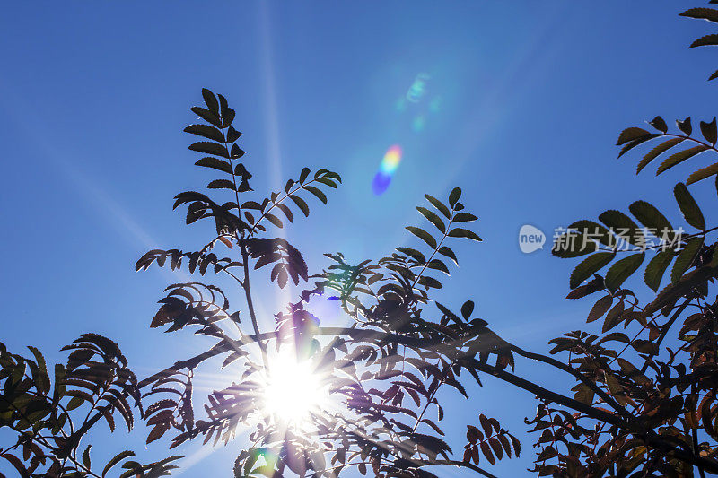 树叶与蓝色的天空与阳光和镜头耀斑