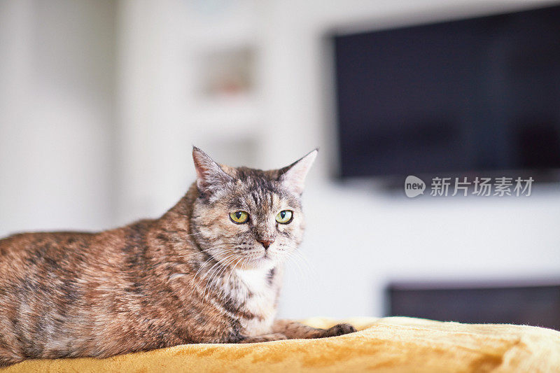 现代室内，虎斑猫躺在亮黄色的毯子上