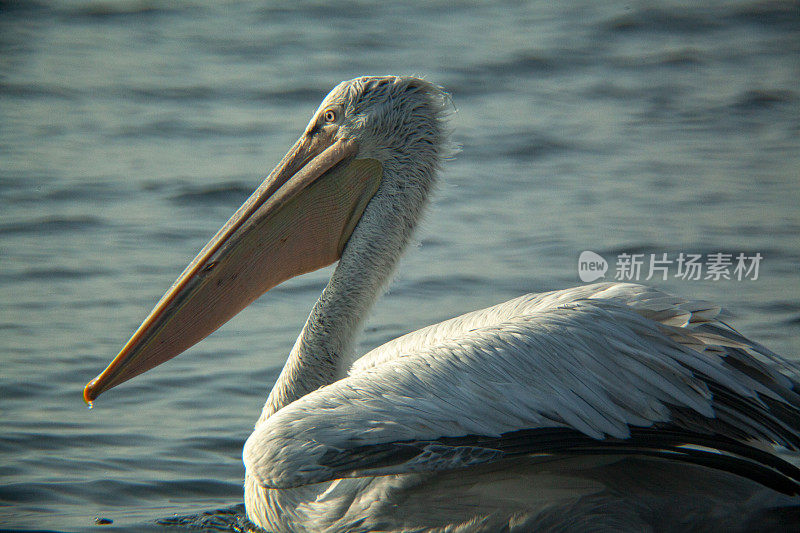 海面上的鹈鹕