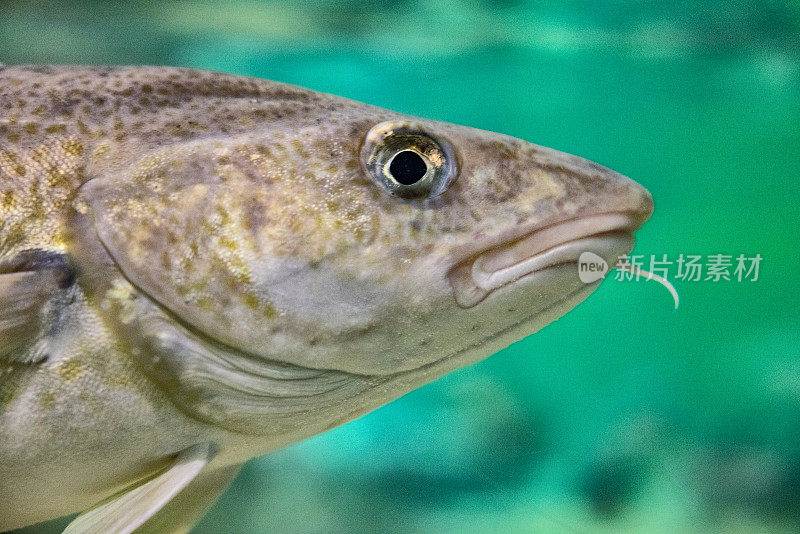 挪威大型水族馆中的鱼类:北极鳕鱼