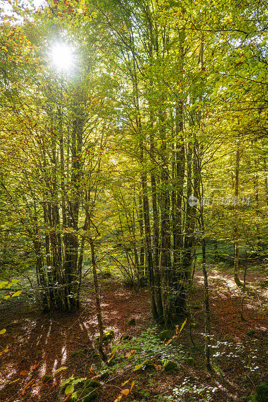 秋天比利牛斯山山毛榉林