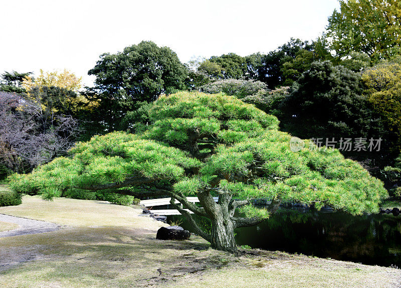 日本的松树