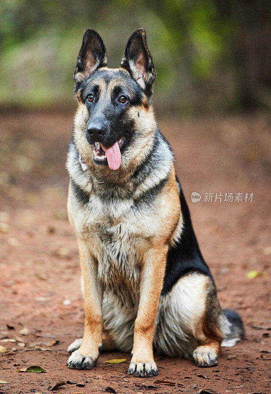 一只可爱的德国牧羊犬坐在森林里