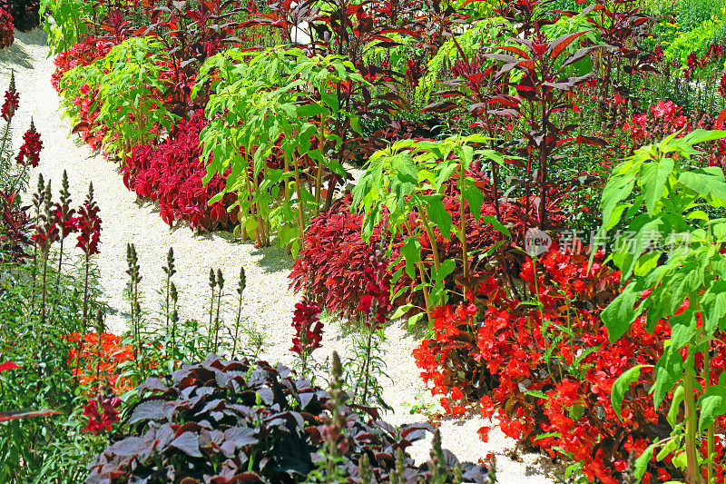 五彩缤纷的花坛，花和苋