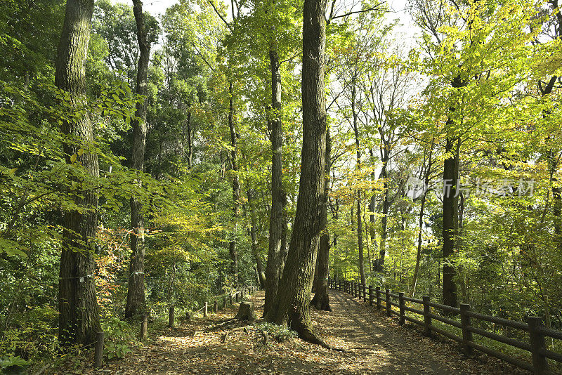 秋色美丽的树叶，Tamagawajosui，日本东京(2021年11月)