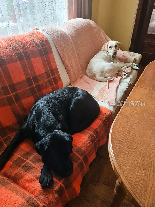 黑色和金色的拉布拉多犬躺在沙发上