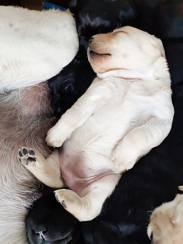 拉布拉多寻回犬幼犬在哺乳后睡觉