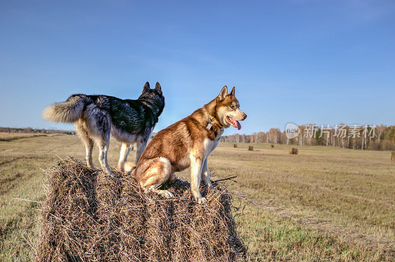 两只哈士奇狗在晴天的干草堆上，复印空间