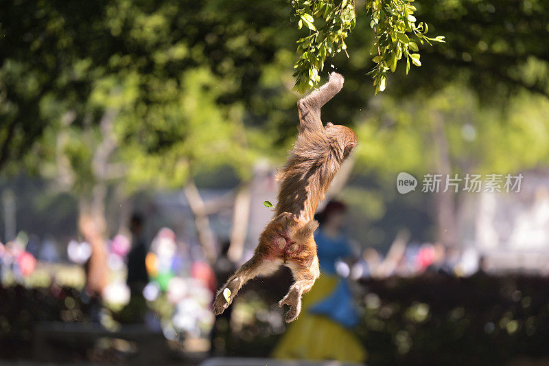 猴子跳跃时在空中的位置