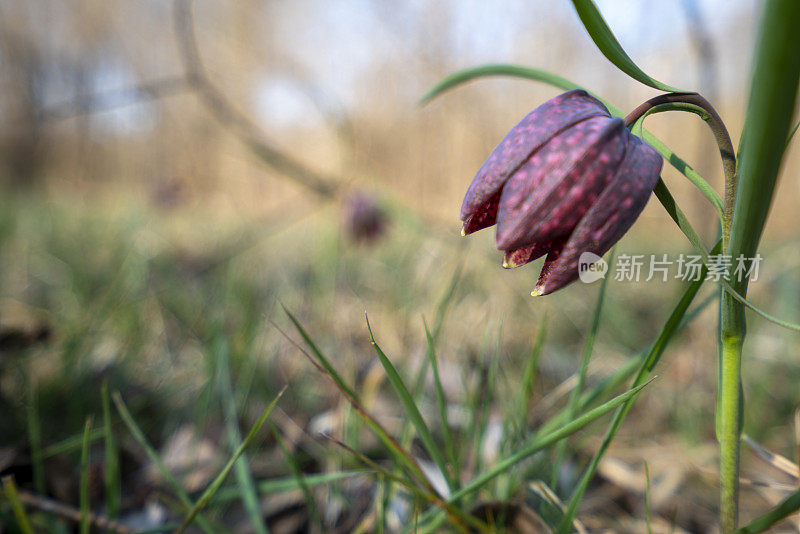 郁金香，蛇头贝母(贝母)在其自然环境，沼泽