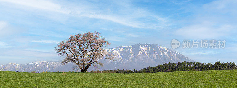在一个阳光明媚的日子里，一棵孤零零的樱花树在山后的田野里