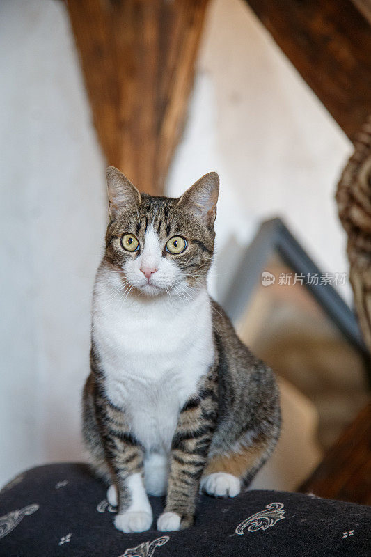 绿色眼睛的白色虎斑印花布猫坐在家具上，看起来很警觉