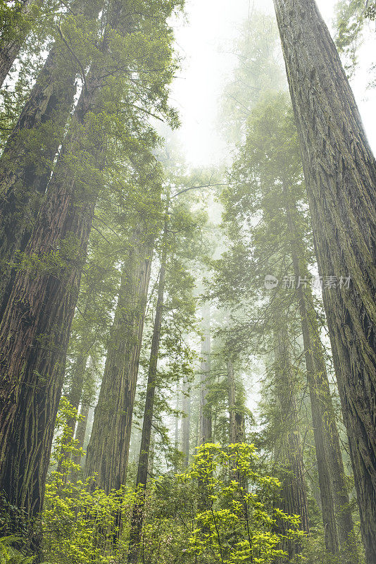 晨雾中的红杉林。