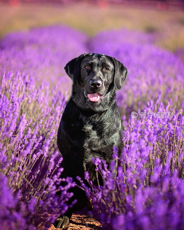 黑色拉布拉多犬在花