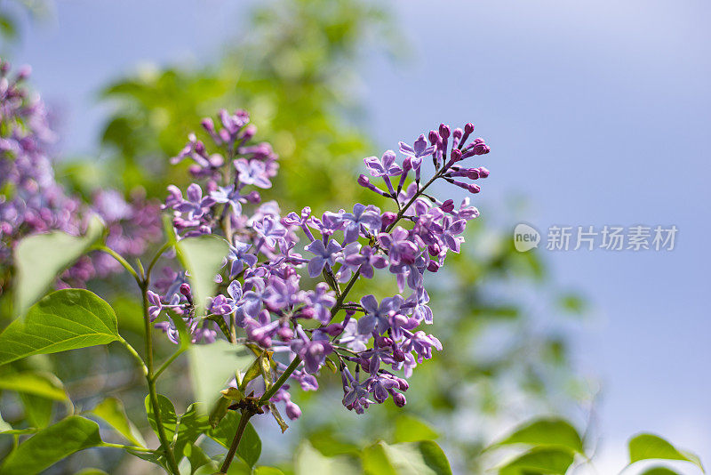 一束丁香花的特写镜头