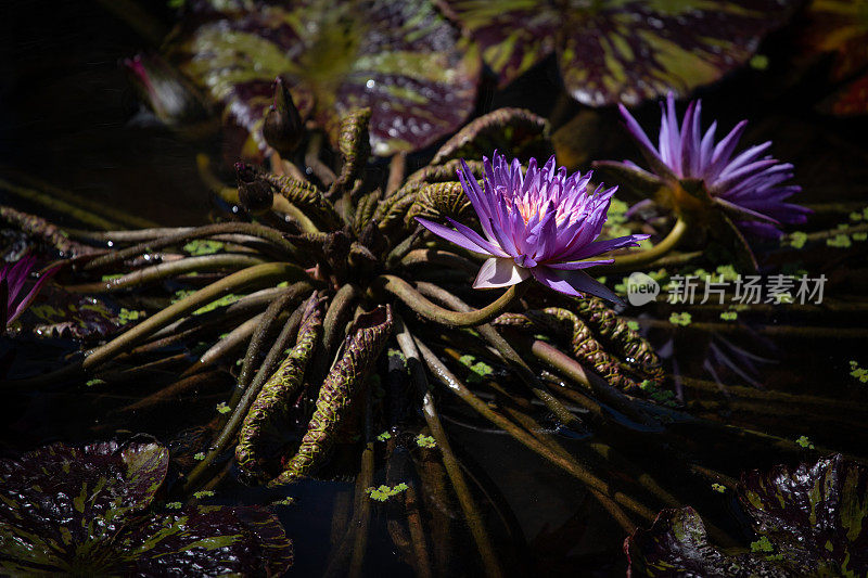 睡莲和睡莲在池塘里盛开。水面上的倒影。让人想起吉维尼的画家克劳德·莫奈