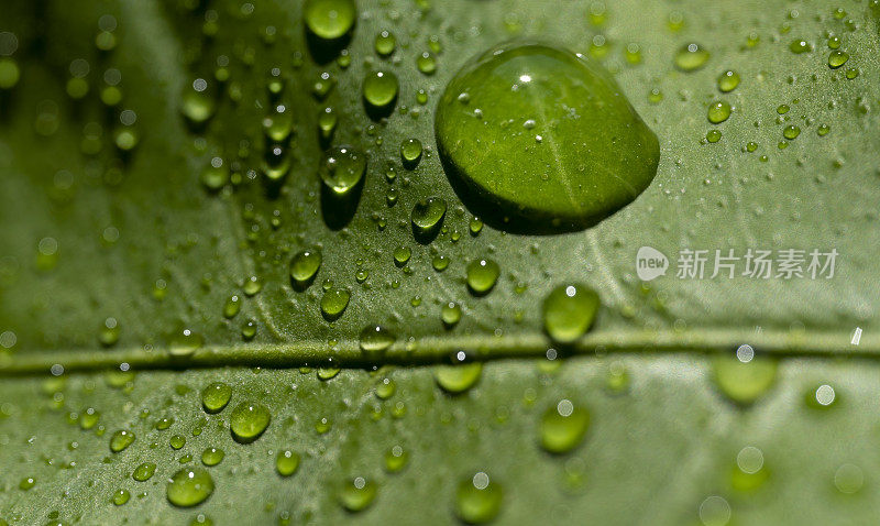 柠檬叶子上的雨滴