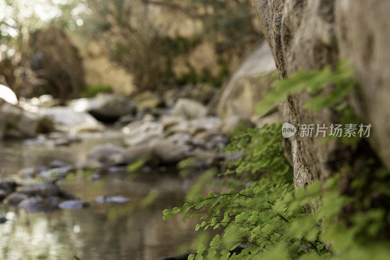 在石灰岩峡谷墙上的铁线蕨与出焦点岩石小溪和绿叶在背景