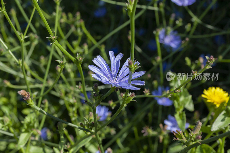 夏日草地上的菊苣花。