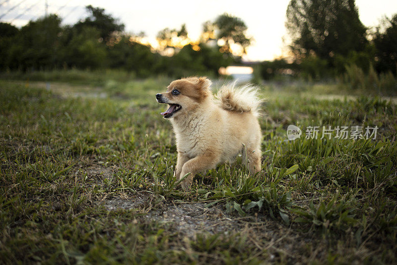 小狗在户外享受春天的时光